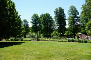 This is the Flower Garden Walk. It is lined with stately bald cypress, Taxodium distichum. I also have these at my farm - a stand of bald cypress line the carriage road across from my long and winding clematis pergola.