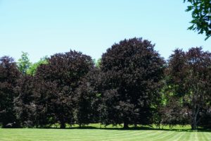 Here are more copper beech trees, Fagus sylvatica f. purpurea in the Cow Lot. They look so beautiful in the landscape with their deep copper color.