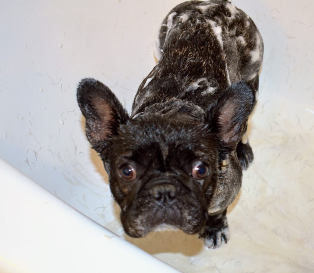 Bathing My French Bulldogs - The Martha Stewart Blog