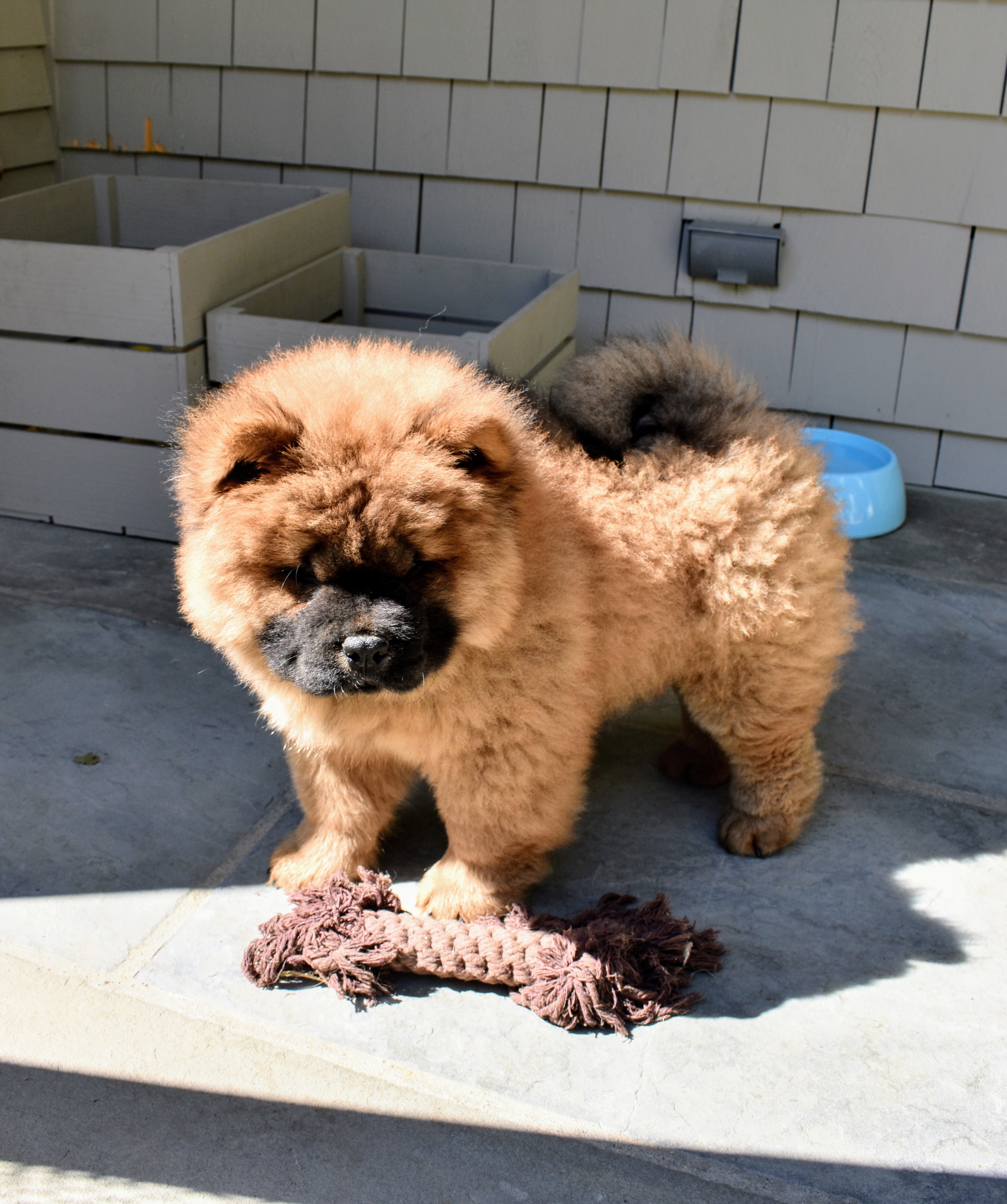chow chow small puppy