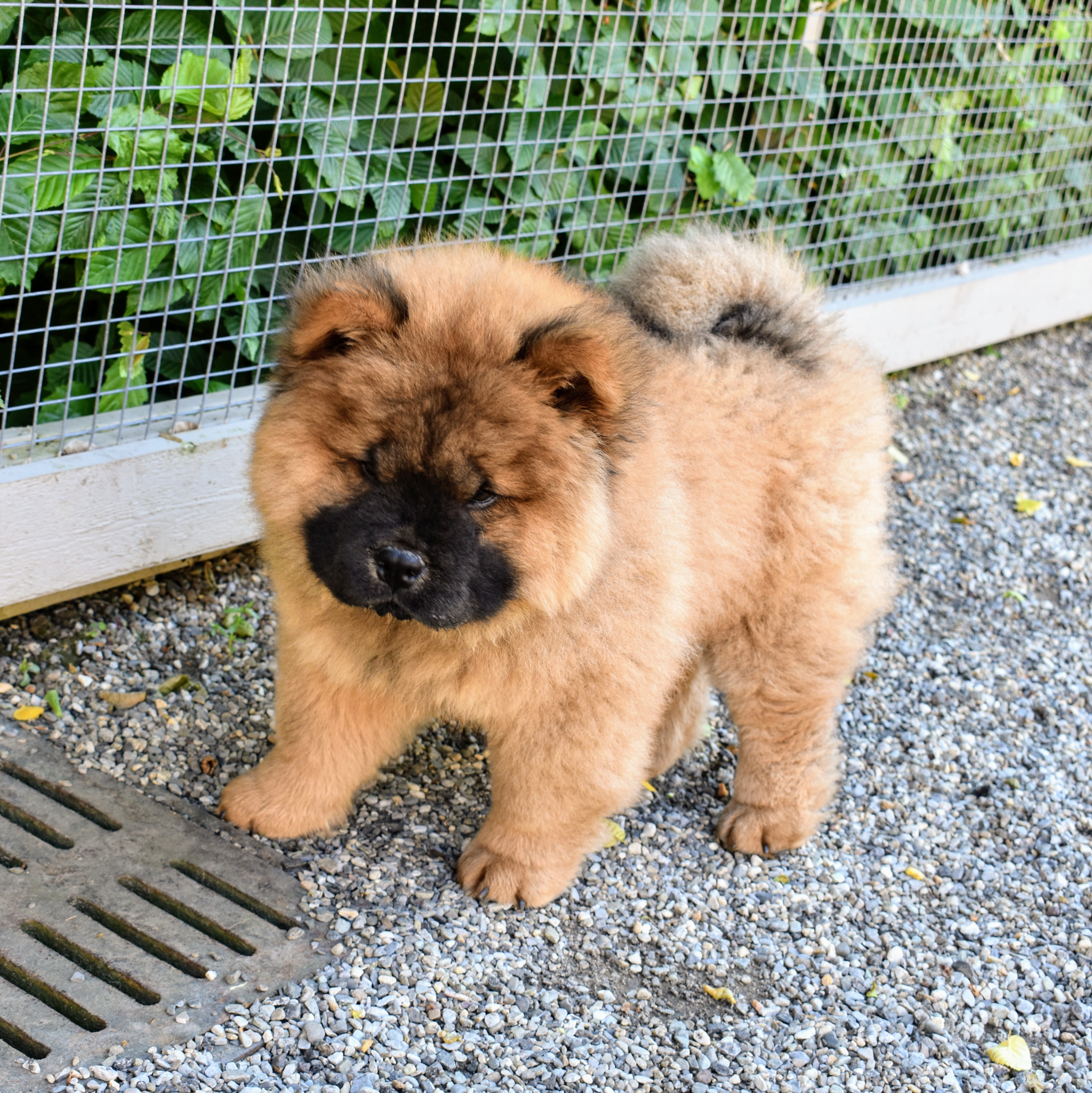 A chow shop chow puppy