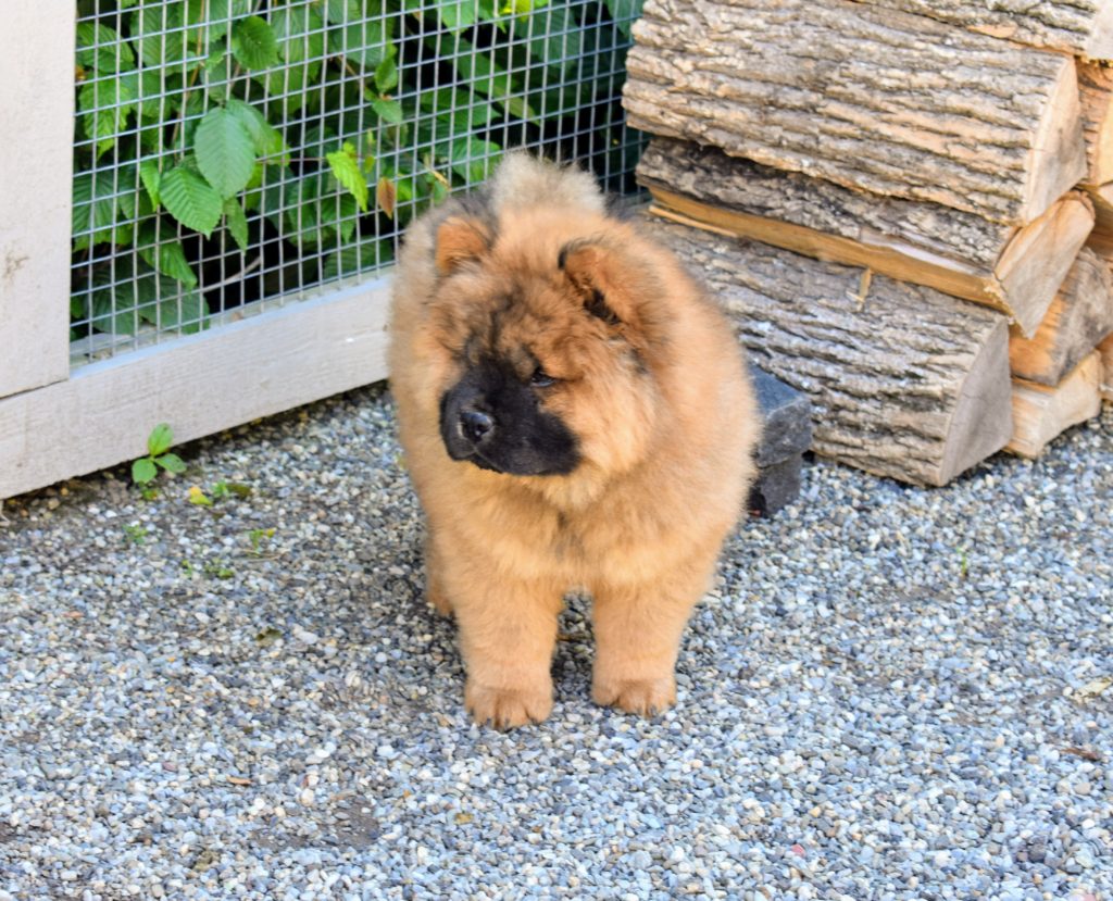 A Chow Chow Puppy at the Farm - The Martha Stewart Blog
