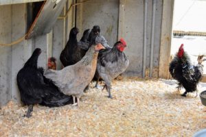 At my farm, I have a large variety of chicken breeds that are really interesting to look at and fascinating to study. These adults are wondering what all the fuss is - don't worry my dear chickens, it's just a new batch of excellent egg layers.