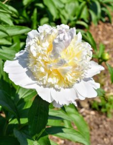 The peony's fragrance can vary, but most have sweet, clean scents. And, do you know... pink peonies tend to have stronger fragrances than red peonies? Double form white peonies are also very aromatic.