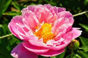 Semi-double peonies are those which have more than one row of petals and an exposed center crown.