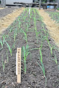 Yellow onions have strong flavors. These onions are white inside, with yellow-brown papery skins. Their rich, onion taste is often used in French onion soup. Yellow onions are higher in sulphur than its white cousins. We use these large wooden stakes from Johnny’s Seeds.