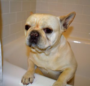 My dogs are very accustomed to being bathed. They have had many baths, but always keep a close eye on them – some are very quick to move.