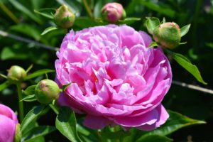 Peonies make wonderful sentinels in the garden, or lined on walkways. After the bloom fades, its bushy clump of glossy, green leaves lasts the rest of summer.