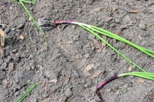 Time goes fast - now the onions are ready to be transplanted. The concentric leaf bases of the developing plant will swell to form the underground edible bulb. This is a red onion plant before it is planted into the ground.