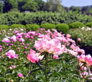 The only disadvantage of peonies is that each field yields one crop of cut flowers for a couple of weeks only once a year, and then that's it - until the next season, when they bloom with splendor once again.