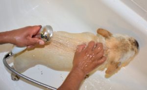 After applying the shampoo and letting it soak into the coat a few minutes, rinse well with lukewarm water.