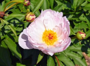 When using peonies for cut flowers, gather them early in the morning, and cut those whose buds are beginning to show color and feel similar to firm marshmallows. Always cut the stems at an angle and change the water daily.