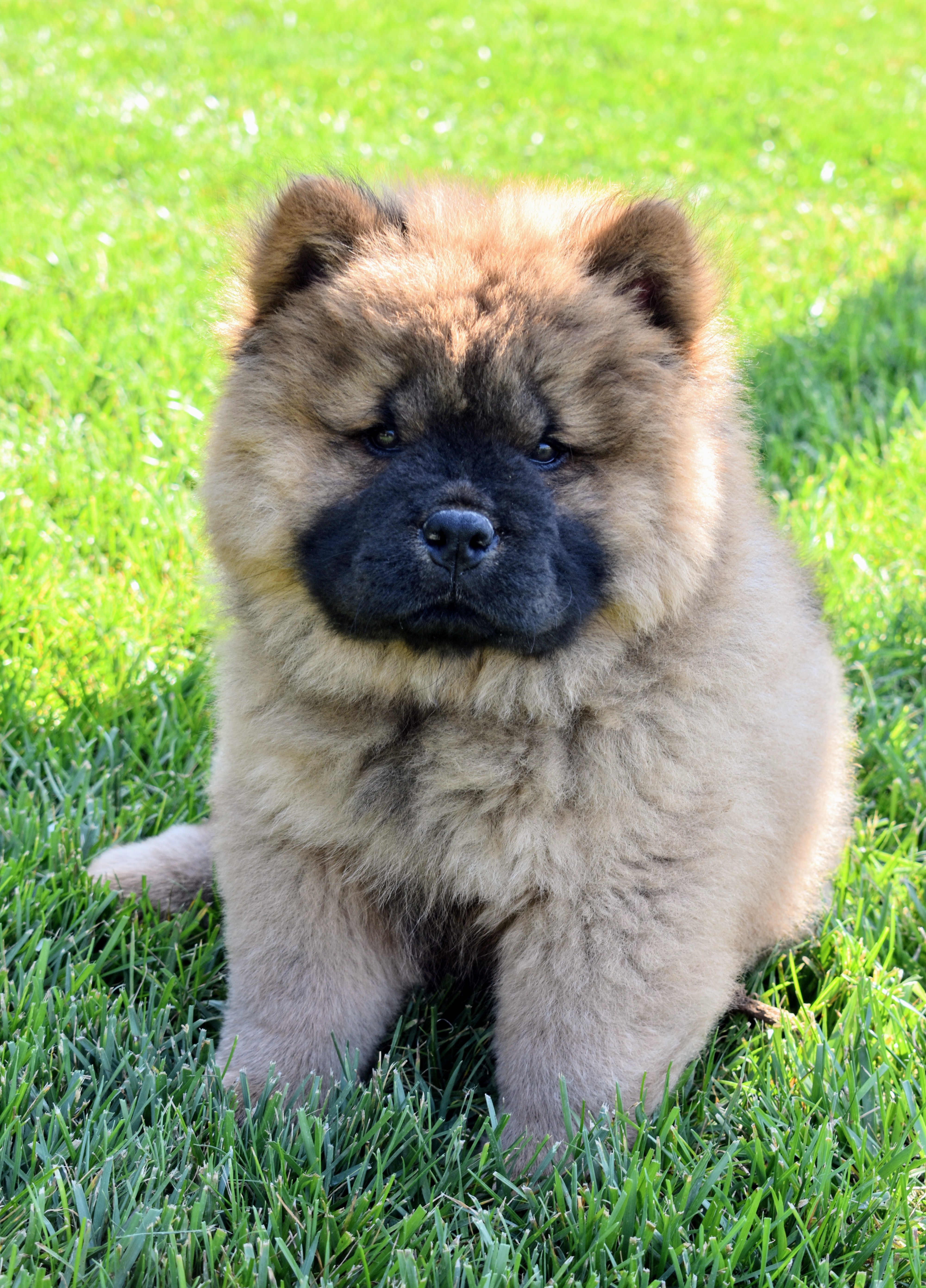 Black Chow Chow Puppies