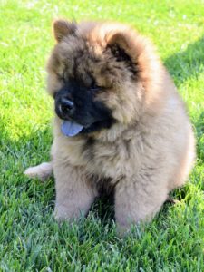 What is most unique and distinctive of a true Chow Chow is its blue-black tongue.
