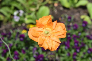 Here is a wonderful perennial poppy commonly called Moroccan poppy. Papaver atlanticum hails from Spain and Morocco and shows off soft apricot-orange, semi-double three-inch flowers.