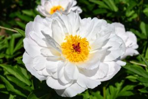 'Star Power' has pure white, large blossoms with bold round guard petals and red tipped stigmas.