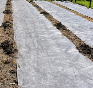 These mounds are now ready for planting. Each 'hill' will be a separate pumpkin variety.