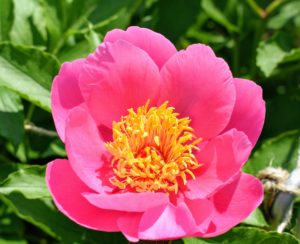 'Mischief' features bold lightly scented pink flowers with golden stamens in the center. It has a rounded form with a medium texture. It will grow to about 24-inches tall at maturity, extending to three feet tall with the flowers.