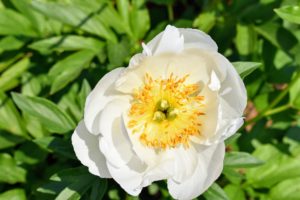 Peonies are plants that can be enjoyed for many years - they can live up to 100-years and still produce magnificent flowers.