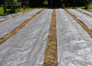 Weed cloth is also put down in the pumpkin patch down by the chicken coops. This weed cloth is available at any garden supply shop.