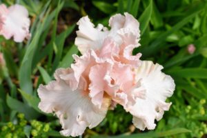 The distinctive iris flowers have three large outer petals called “falls” and three inner upright petals called “standards.”