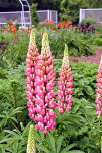 Lupines have rounded shrub-like habits and grow from 12 to 48-inches high depending on the species or variety. Individual flowers resemble those of peas and are densely packed on several spikes above the foliage. They come in lovely shades of pink, purple, red, white, yellow, and even red!