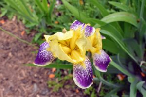 Iris is a genus of almost 300-species of flowering plants with showy flowers. It takes its name from the Greek word for a rainbow, which is also the name for the Greek goddess of the rainbow, Iris.