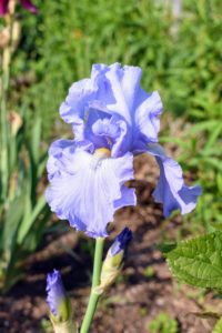 One of the flowers in abundance right now is the bearded iris. These flowers get their common name from their flowers, which consist of upright petals called "standards," pendant petals called "falls," and fuzzy, caterpillar-like "beards" that rest atop the falls.