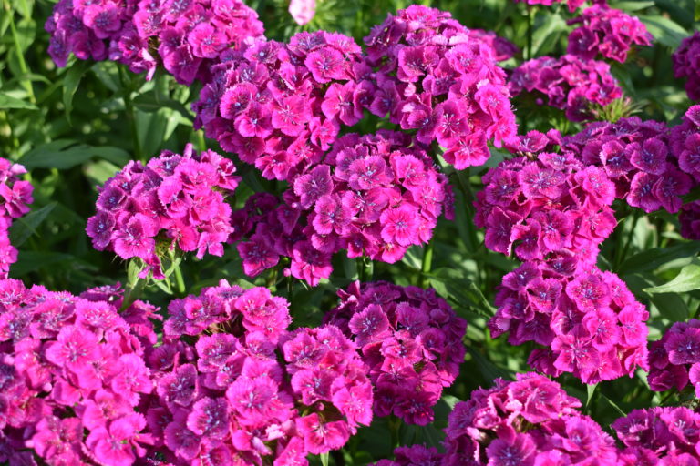 Early June Flowers in the Cutting Garden - The Martha Stewart Blog