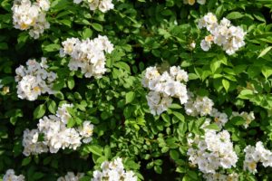 And here are smaller roses - a repeat-flowering rambler rose that blooms abundantly and is very healthy and reliable. It grows eight to 10-feet high, bearing large sprays of the small to medium sized flowers.