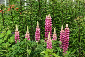 Lupinus, commonly known as lupin or lupine, is a genus of flowering plants in the legume family, Fabaceae. The genus includes over 200 species. It's always great to see the tall spikes of lupines blooming. Lupines come in lovely shades of pink, purple, red, white, yellow, and even red!