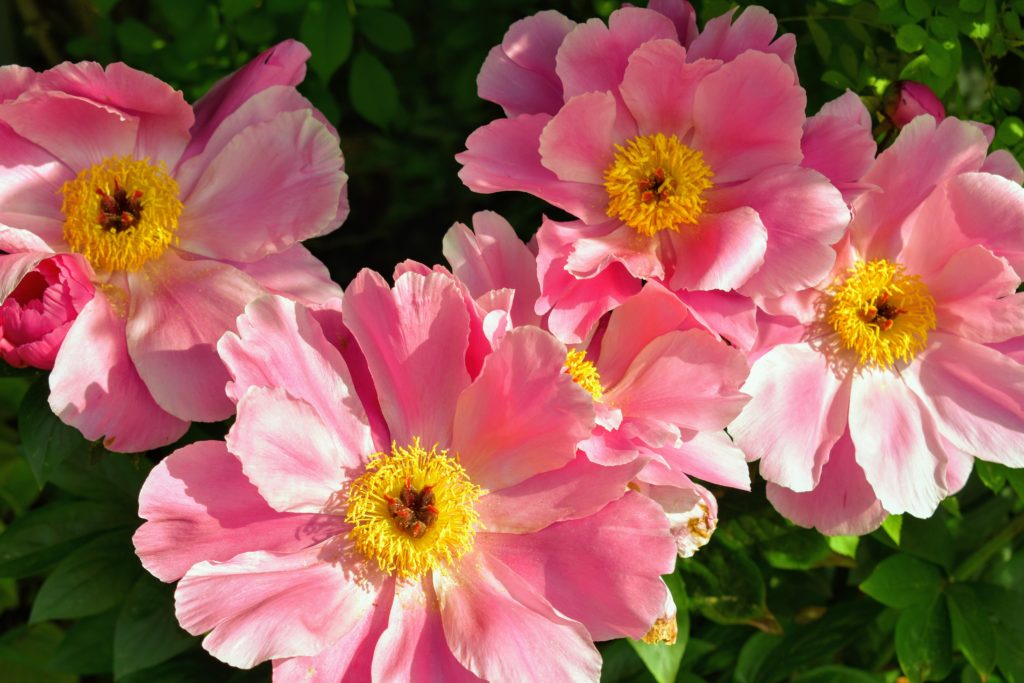 Early June Flowers in the Cutting Garden - The Martha Stewart Blog