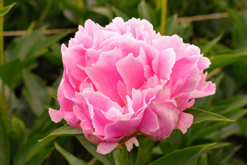 The Herbaceous Peony Garden at My Farm - The Martha Stewart Blog