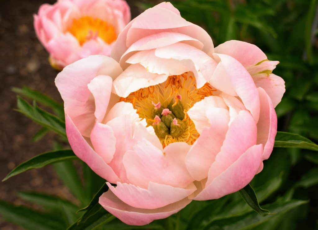 The Herbaceous Peony Garden at My Farm The Martha Stewart Blog