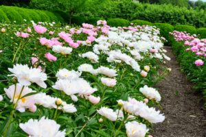 Peonies bloom for about seven to 10 days, but their shining green foliage lasts the season before dying back to the ground in winter. To perform best, peony plants should get at least five hours of full sun with rich, well-drained soil.