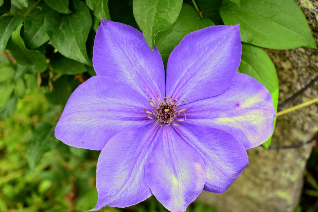 My Blooming Clematis - The Martha Stewart Blog