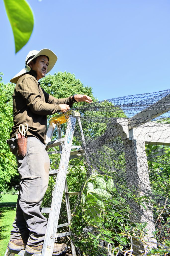 Picking Currants at My Farm - The Martha Stewart Blog