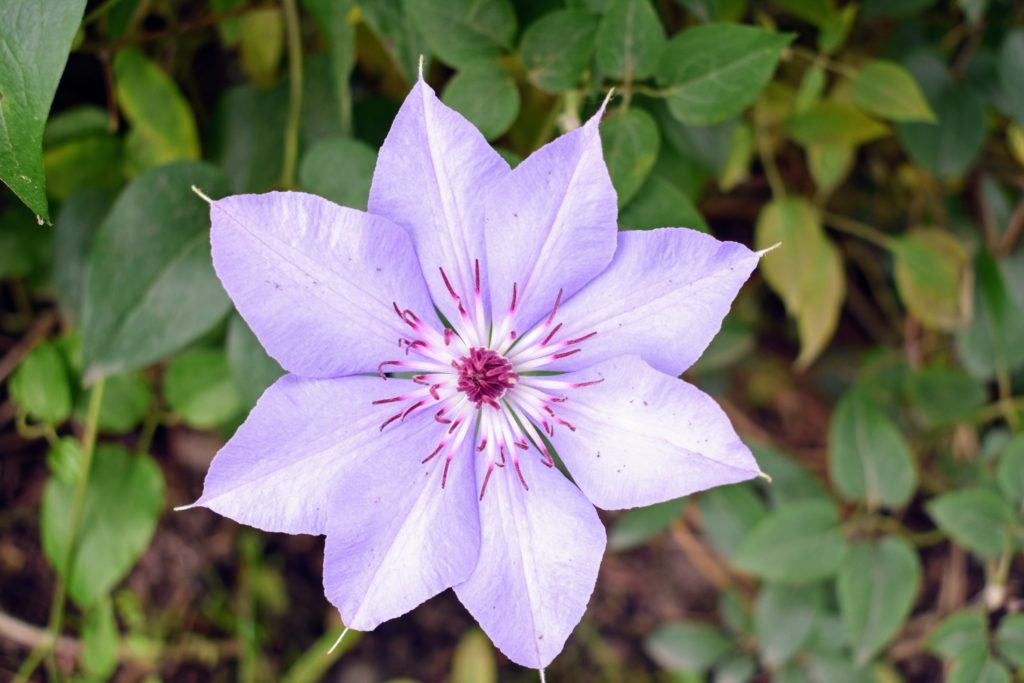 My Blooming Clematis - The Martha Stewart Blog