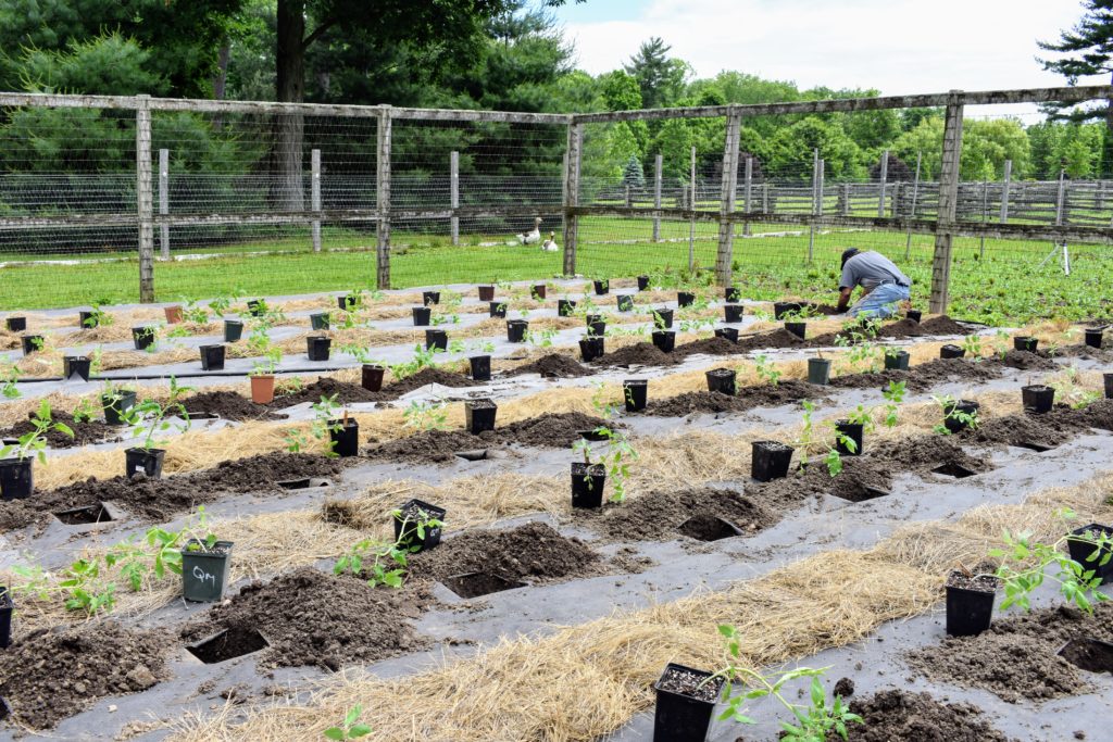 Vibrant Martha Stewart Planting Tomatoes Photo Concept Vibrant Martha Stewart Planting Tomatoes Photo Concept
