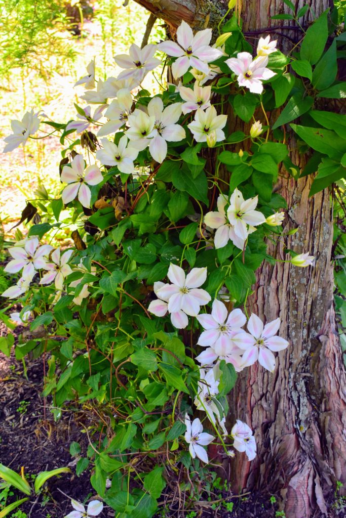 My Blooming Clematis - The Martha Stewart Blog