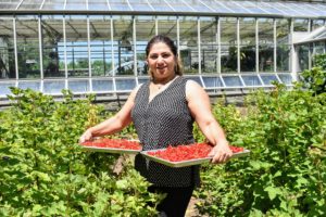 Here is my housekeeper, Enma. She's filled several trays of gorgeous currants. Thank you, Enma!