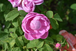 The best time to plant roses is in the spring, after the last frost, or in the fall at least six weeks before the average first frost in your area. This gives the roots enough time to burrow into the soil before the plants go dormant over the winter.