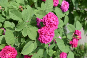 Rose bushes should receive six to eight hours of sunlight daily. In hot climates, roses do best when they are protected from the hot afternoon sun. In cold climates, planting a rose bush next to a south or west facing fence or wall can help minimize winter freeze damage.