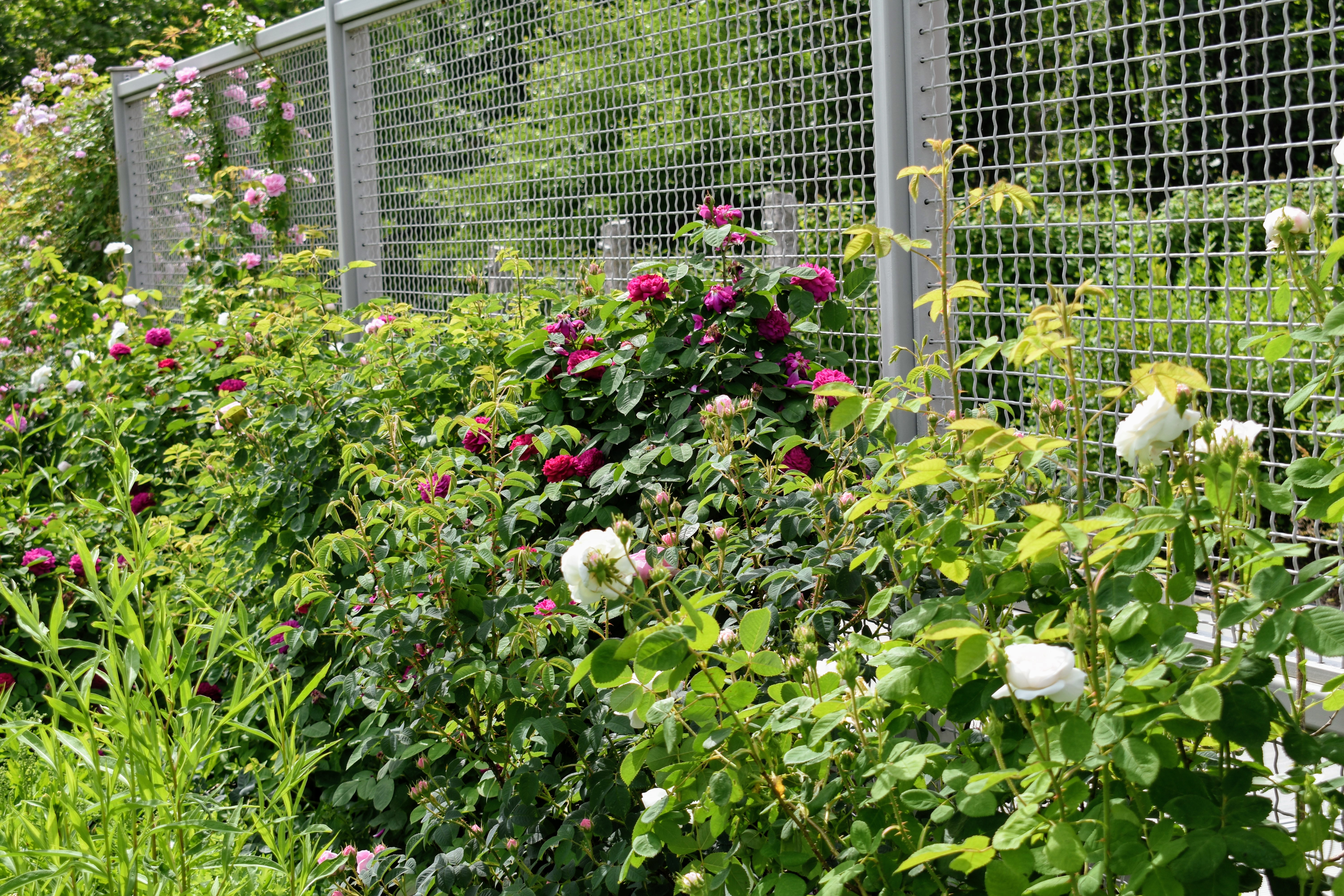Blooming Roses at My Farm - The Martha Stewart Blog