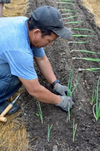 Once the plant is in the ground, Phurba firms up the soil around it. Be sure the onion roots are well covered with soil, and that the top of the plant’s neck isn’t covered too deeply. If too much of the plant is buried, the growth of the onion will be reduced and constricted.