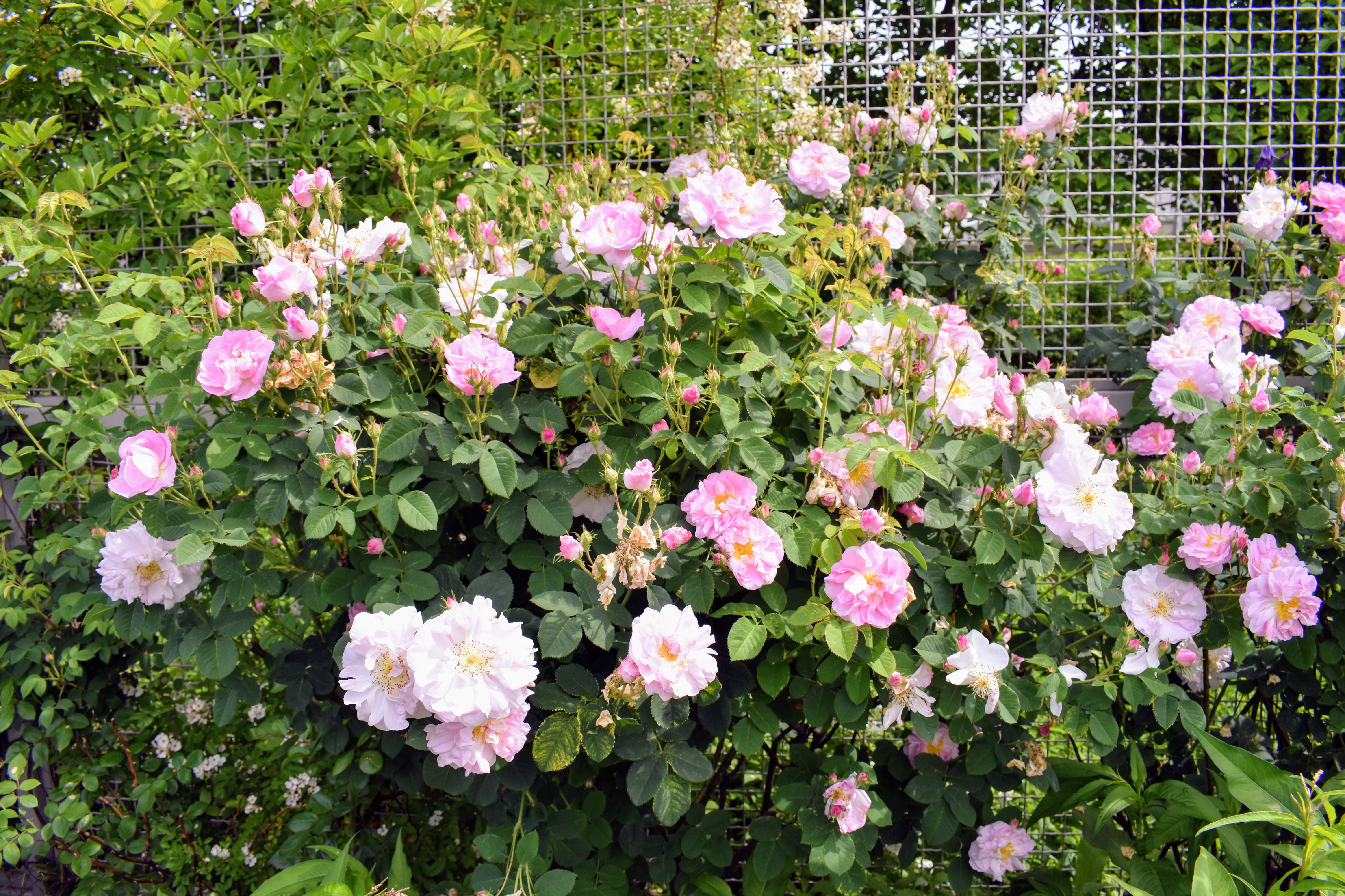 Blooming Roses at My Farm - The Martha Stewart Blog