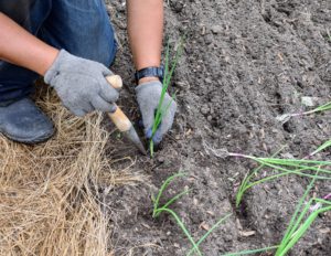 When planting, grasp the onion plant with the root end down and push it into the soil. The plant should be dropped about one-inch deep. Onions will grow quite large if planted properly and given enough space.