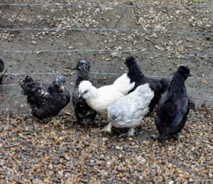 These are baby Silkie mixes also from My Pet Chicken. They are a little older, so they have access to the outdoors. Once the chicks are about five weeks old, they are placed in a bigger enclosure where they can roam freely outside the coop.