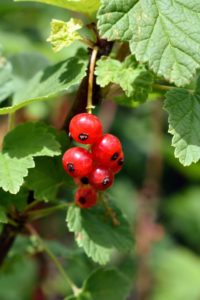 The varieties of red currants that I grow include ‘Redstart’ and ‘Jonkheer Van Tets’ – both produce very bright, red fruits.