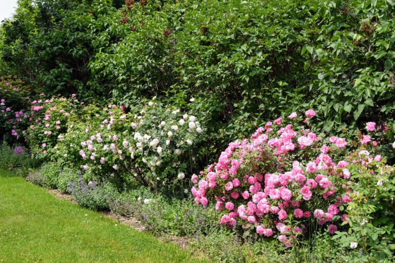 Blooming Roses at My Farm - The Martha Stewart Blog